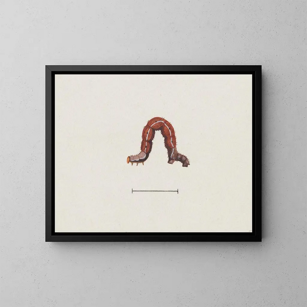 Aquarelle d'entomologie Pl003 - George Hudson — framed artwork on a wall