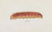 Entomologie aquarelle Pl004 - George Hudson — weergave van het kunstwerk
