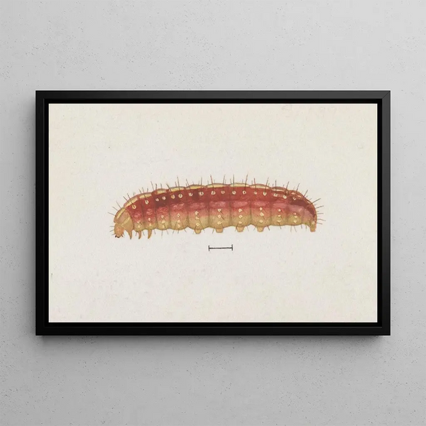 Entomologie aquarelle Pl004 - George Hudson — ingelijst kunstwerk aan de muur