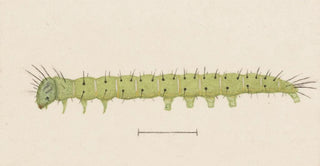 George Hudson - Entomology watercolour Pl006.webp