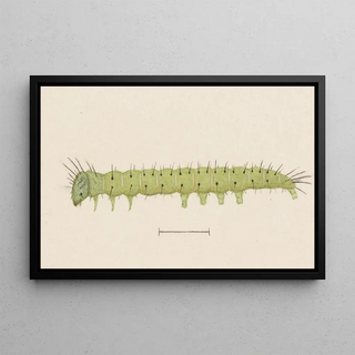 George Hudson - Entomology watercolour Pl006.webp