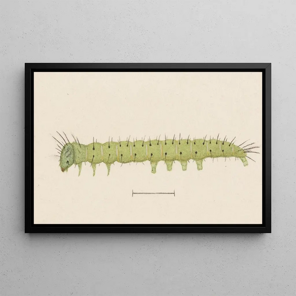 George Hudson - Entomology watercolour Pl006.webp