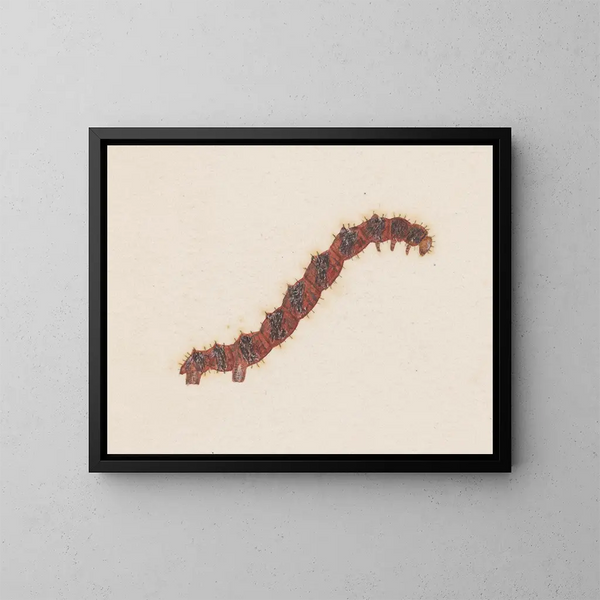 Aquarelle d'entomologie Pl031 - George Hudson — framed artwork on a wall