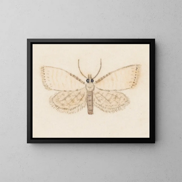 Aquarelle d'entomologie Pl036 - George Hudson — framed artwork on a wall