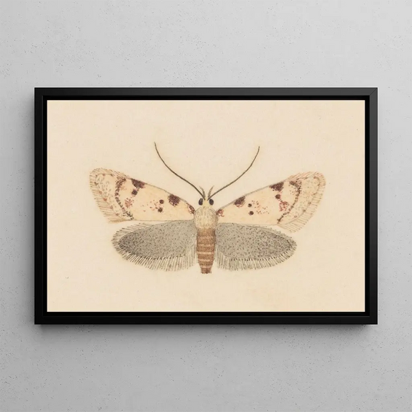 Entomologie aquarelle Pl037 - George Hudson — ingelijst kunstwerk aan de muur