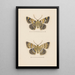 Entomological watercolor painting Pl047 - George Hudson — framed artwork on a wall