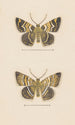 Entomological watercolor painting Pl047 - George Hudson — artwork view
