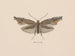Aquarelle d'entomologie Pl049 - George Hudson — artwork view