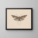 Aquarelle d'entomologie Pl049 - George Hudson — framed artwork on a wall