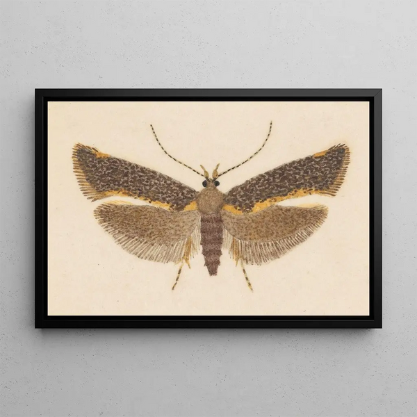 Entomologie aquarelle Pl053 - George Hudson — ingelijst kunstwerk aan de muur