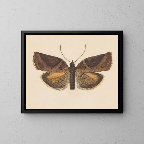 Aquarelle d'entomologie Pl056 - George Hudson — framed artwork on a wall