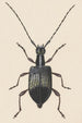 Entomological watercolor painting Pl060 - George Hudson — artwork view