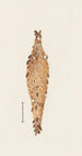 Entomological watercolor painting Pl062 - George Hudson — artwork view