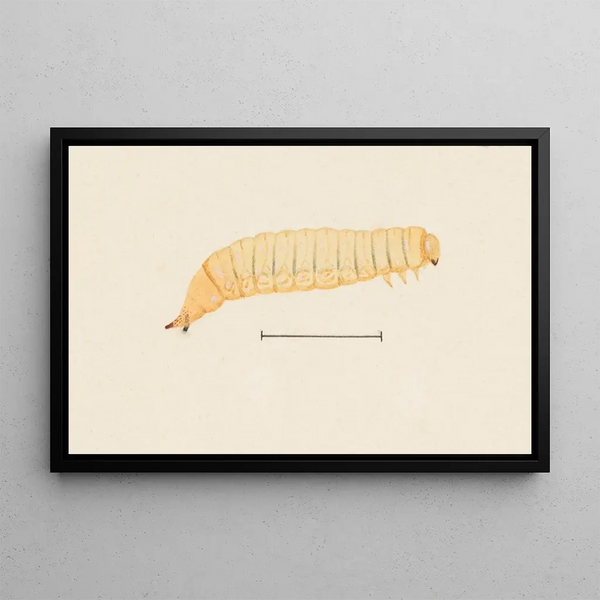 George Hudson - Entomology watercolour Pl067.webp