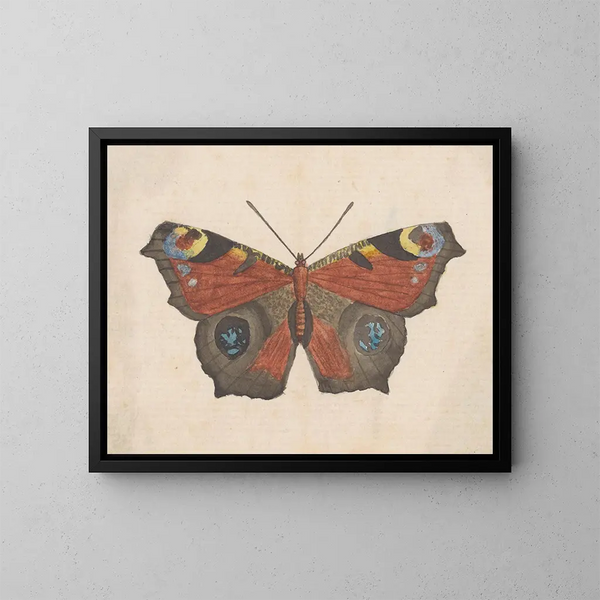 Aquarelle d'entomologie Pl069 - George Hudson — framed artwork on a wall