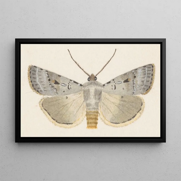 Entomologie aquarelle Pl070 - George Hudson — ingelijst kunstwerk aan de muur