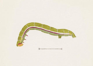 George Hudson - Entomology watercolour Pl071.webp