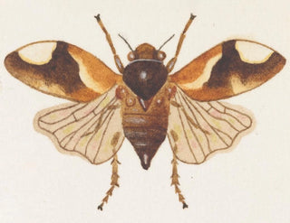George Hudson - Entomology watercolour Pl075.webp