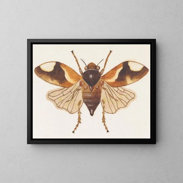 Aquarelle d'entomologie Pl075 - George Hudson — framed artwork on a wall