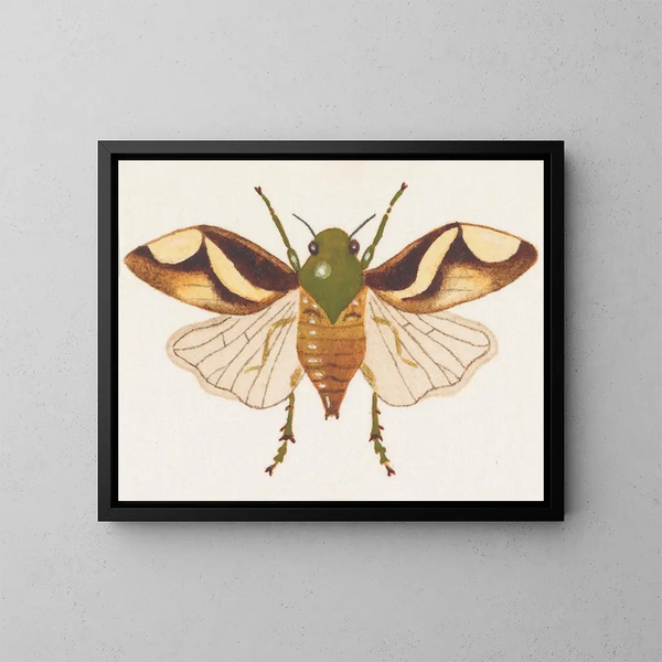 Aquarelle d'entomologie Pl078 - George Hudson — framed artwork on a wall