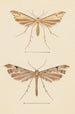 Entomological watercolor painting Pl082 - George Hudson — artwork view