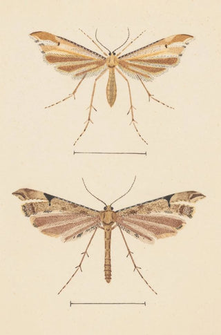 George Hudson - Entomology watercolour Pl082.webp