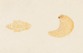 George Hudson - Entomology watercolour Pl084.webp