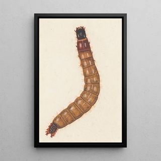 George Hudson - Entomology watercolour Pl088.webp