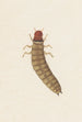 Entomological watercolor painting Pl090 - George Hudson — artwork view