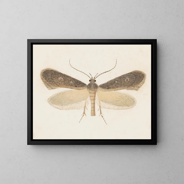 Aquarelle d'entomologie Pl096 - George Hudson — framed artwork on a wall
