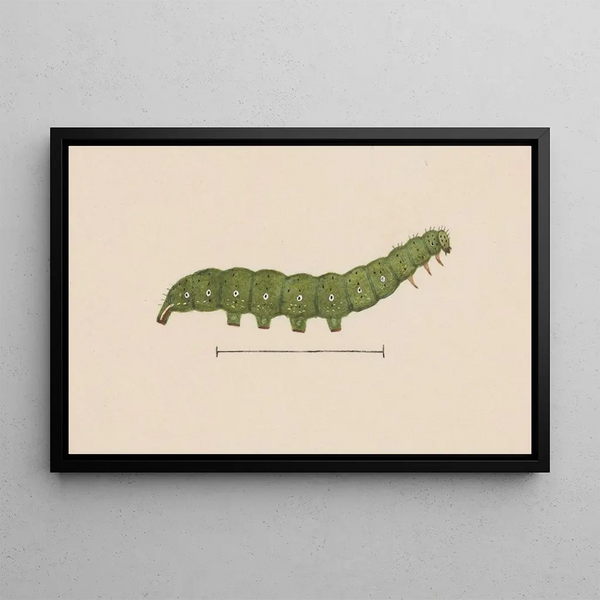 George Hudson - Entomology watercolour Pl098.webp