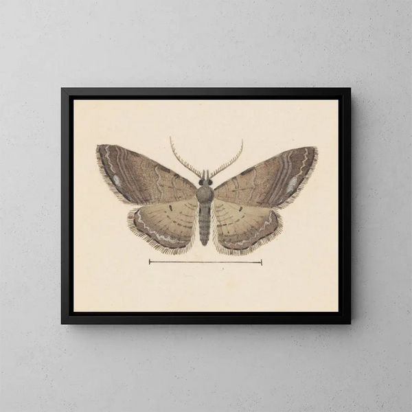 Entomology watercolor painting Pl102 - George Hudson — framed artwork on a wall