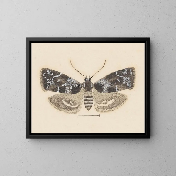 Entomology watercolor painting Pl104 - George Hudson — framed artwork on a wall