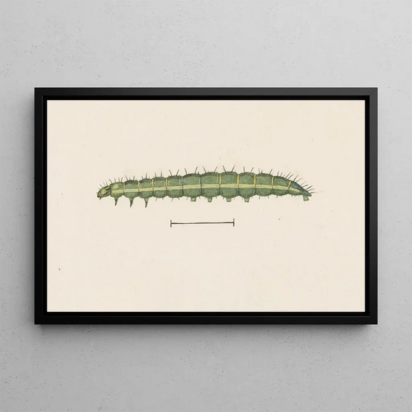 George Hudson - Entomology watercolour Pl110.webp