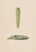 Entomological watercolor painting Pl112 - George Hudson — artwork view