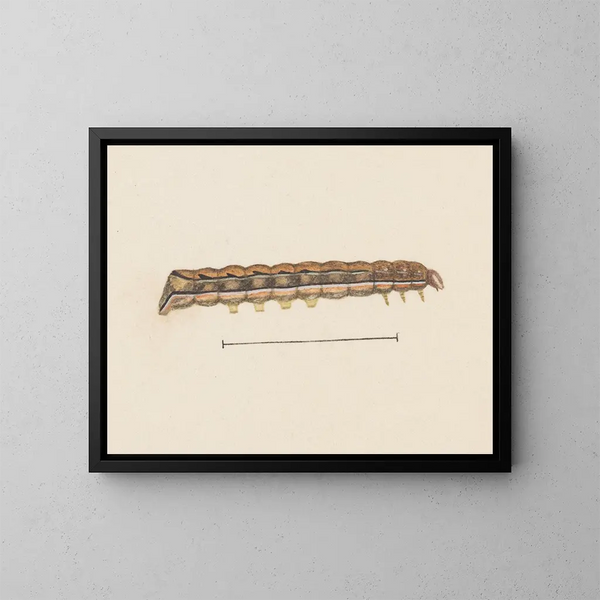 entomology watercolor Pl115 - George Hudson — framed artwork on a wall