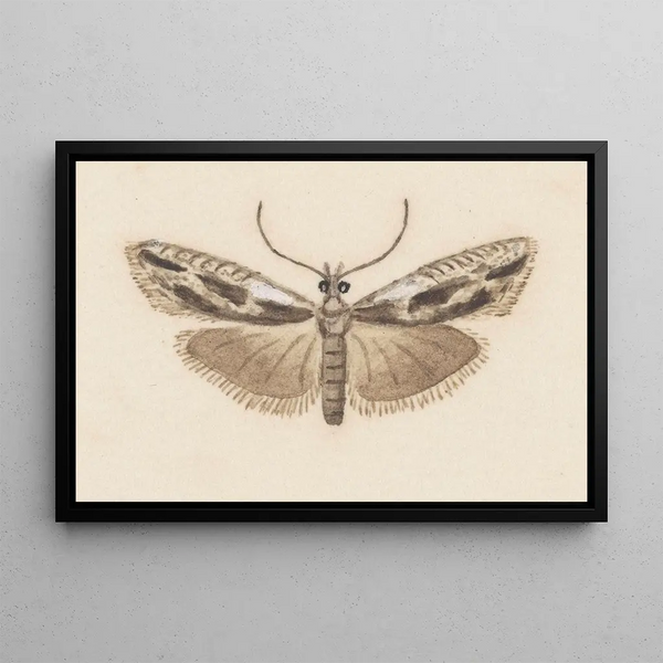 Entomologie aquarelle Pl119 - George Hudson — ingelijst kunstwerk aan de muur