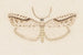Entomologie aquarelle Pl120 - George Hudson — weergave van het kunstwerk