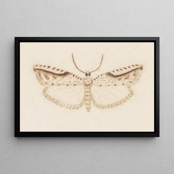 George Hudson - Entomology watercolour Pl120.webp
