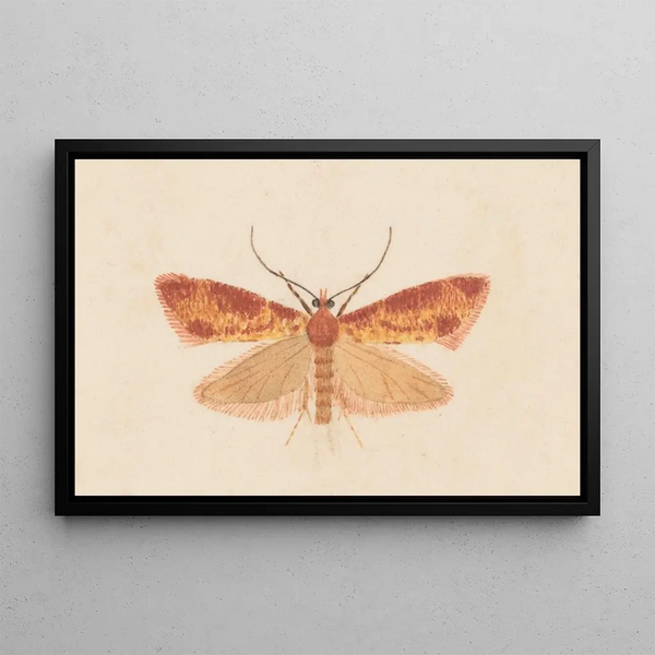 Entomologie aquarelle Pl125 - George Hudson — ingelijst kunstwerk aan de muur