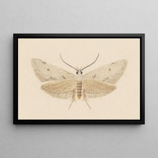Entomologie aquarelle Pl130 - George Hudson — ingelijst kunstwerk aan de muur