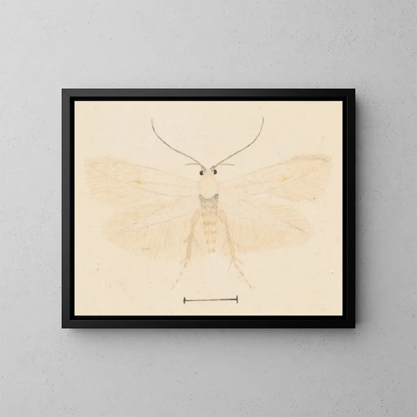 Aquarelle d'entomologie Pl131 - George Hudson — framed artwork on a wall