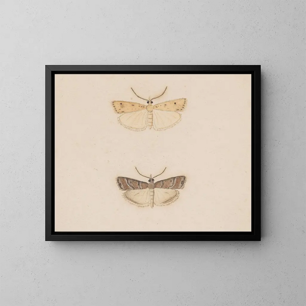 Aquarelle d'entomologie Pl134 - George Hudson — framed artwork on a wall