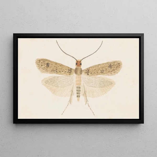 Entomologie aquarelle Pl135 - George Hudson — ingelijst kunstwerk aan de muur