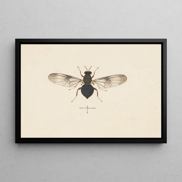 Entomologie aquarelle Pl141 - George Hudson — ingelijst kunstwerk aan de muur