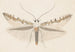 Entomologie aquarelle Pl142 - George Hudson — weergave van het kunstwerk
