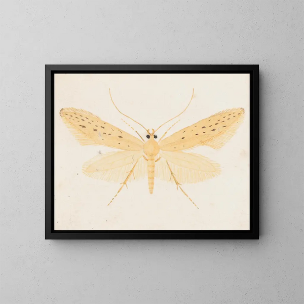 Aquarelle d'entomologie Pl144 - George Hudson — framed artwork on a wall