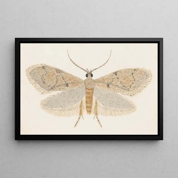 George Hudson - Entomology watercolour Pl149.webp
