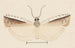 Entomology watercolor Pl155 - George Hudson — artwork view