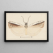 Entomology watercolor Pl155 - George Hudson — framed artwork on a wall
